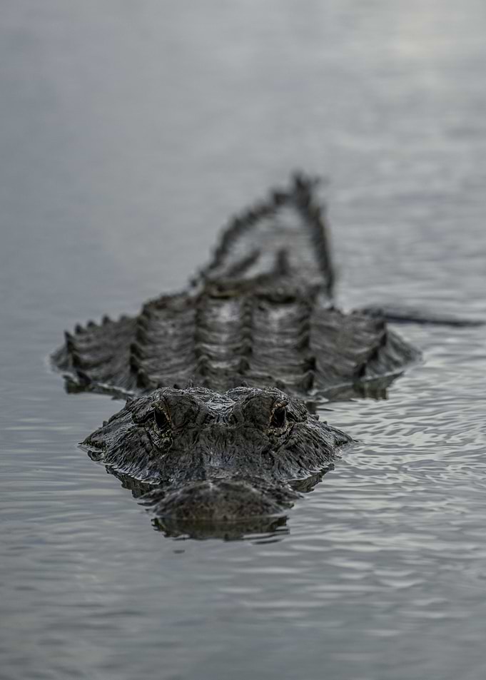Alligator Stealth