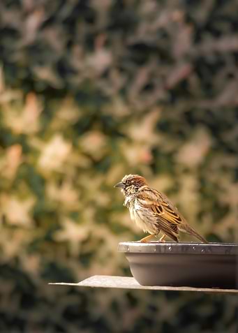 Bath bird