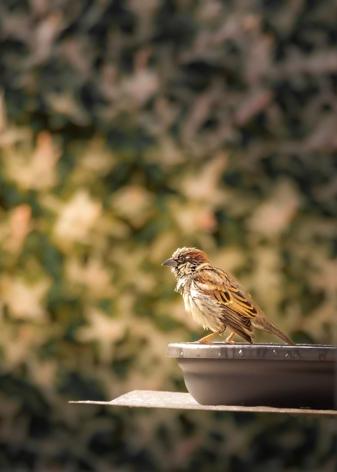 Bath bird