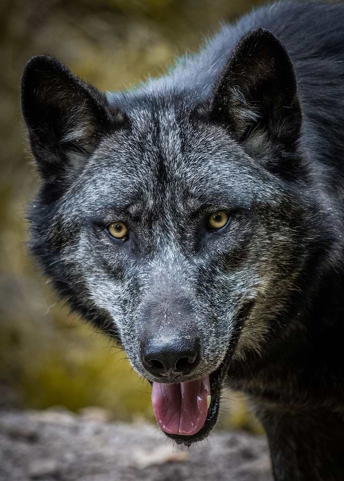 Happy wolf