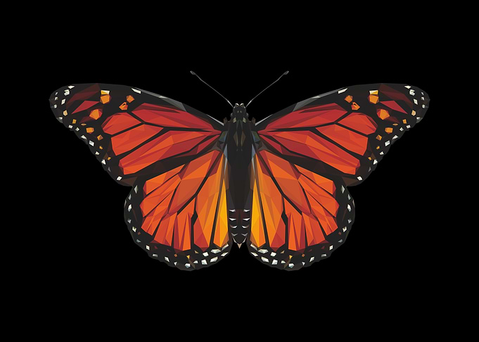 butterfly