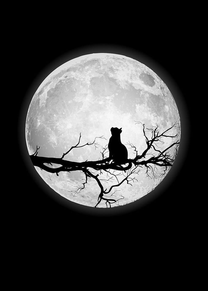 Moon Full Moon Cat