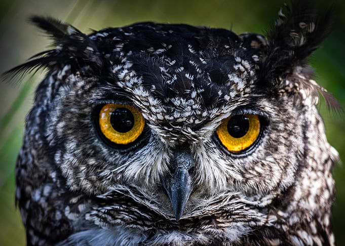 Yellow eyes