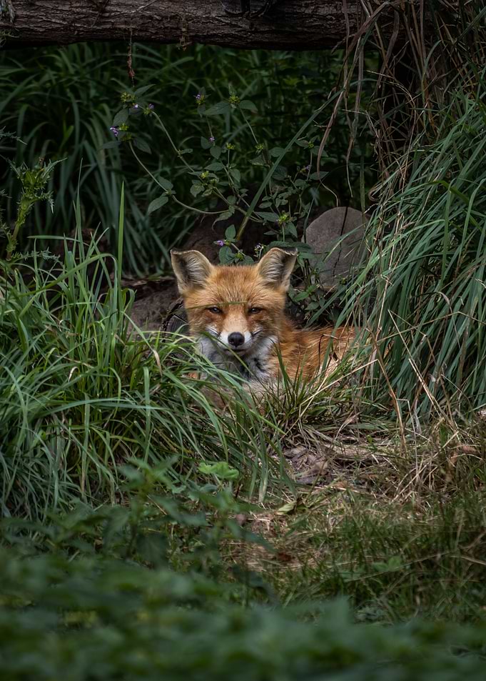Hidden Fox