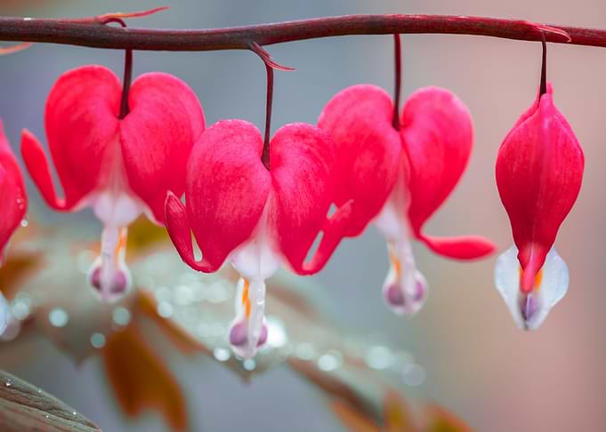 Red hearts, flower,macro