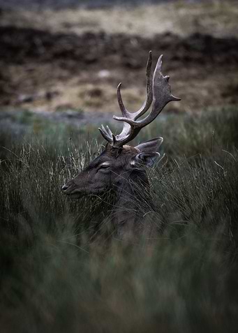 Hidden Deer