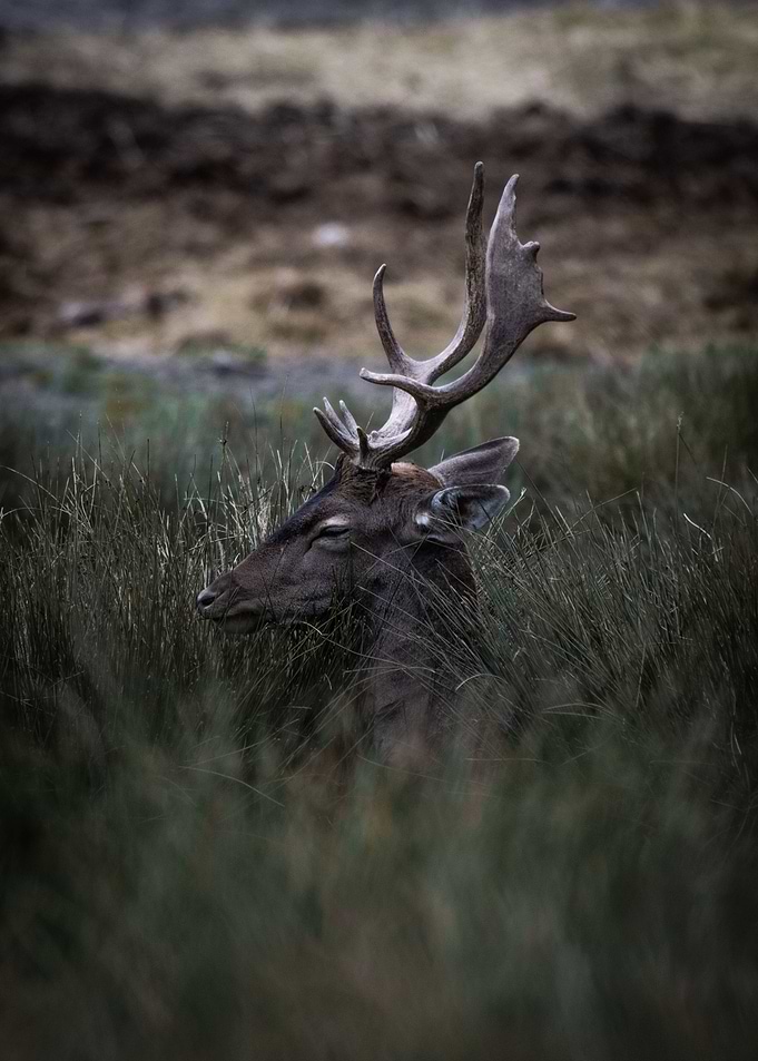 Hidden Deer