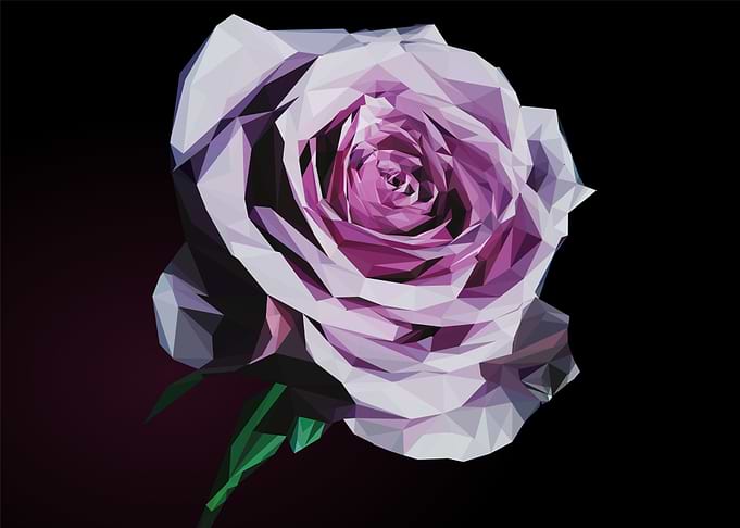 pink rose flower