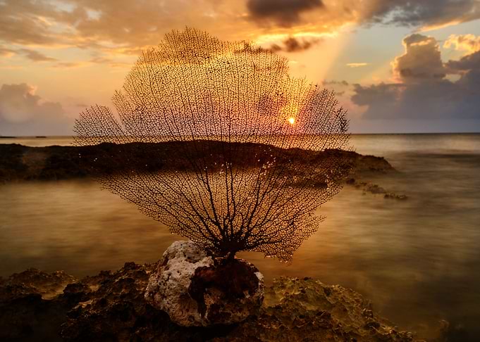 Dead reef at sunset