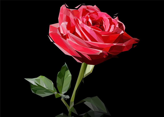 red roses flower