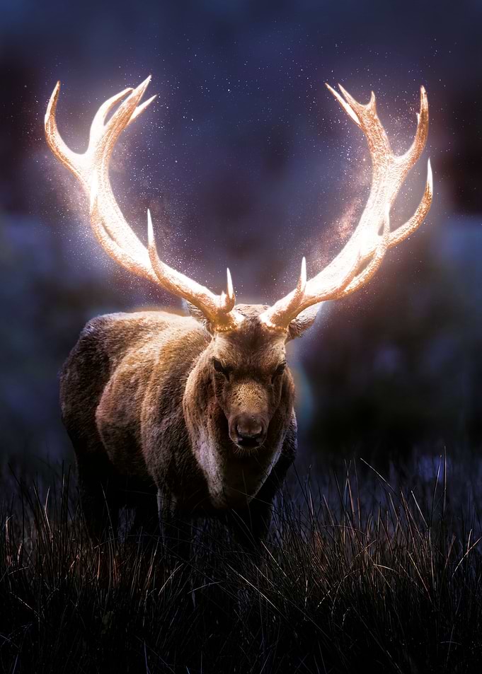 Glowing Deer