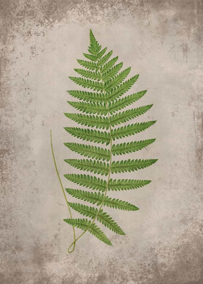 Forest Fern 3