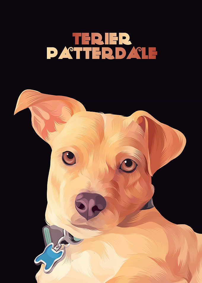 Terier Patterdale