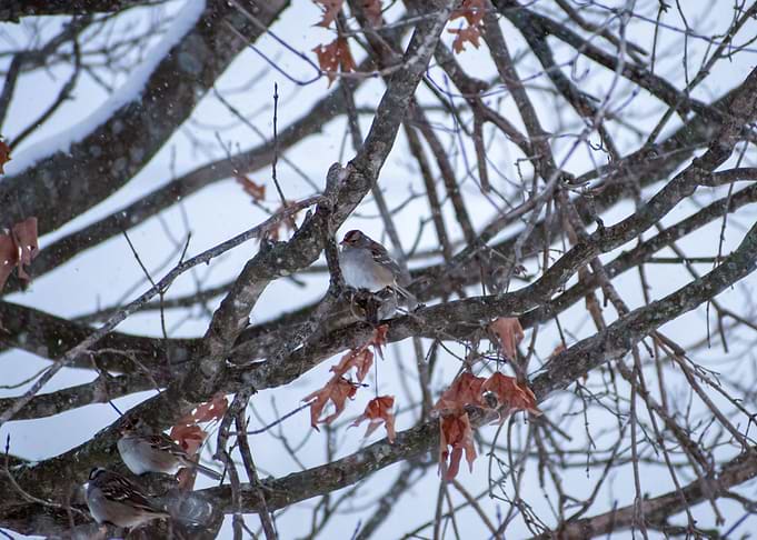 Sparrows in the snow