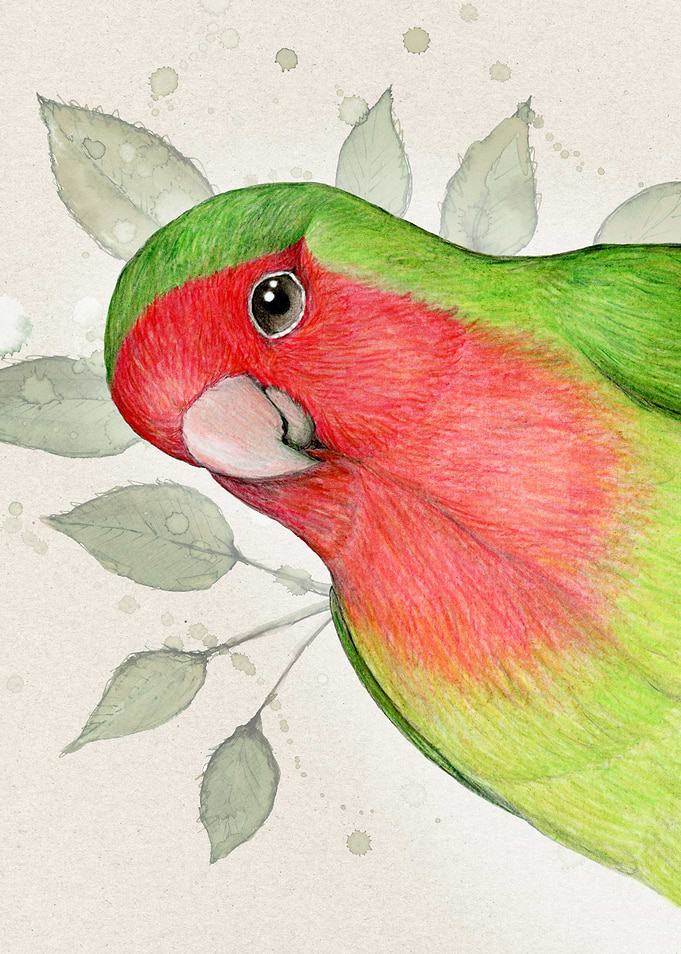 Curious lovebird