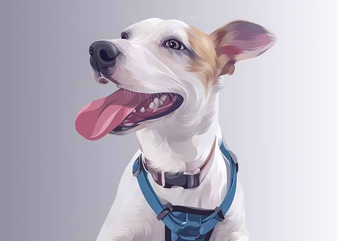 Jack Russell Terrier