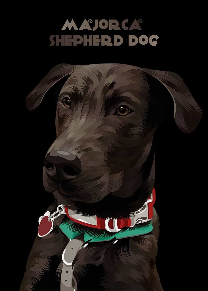 Majorca Shepherd Dog