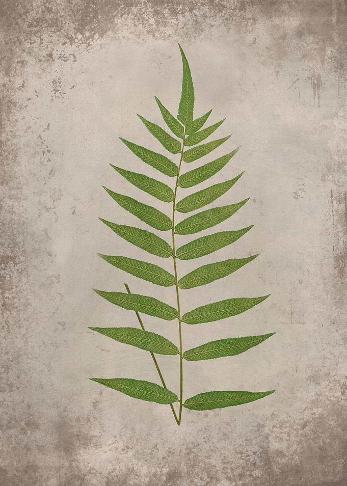 Forest Fern 4