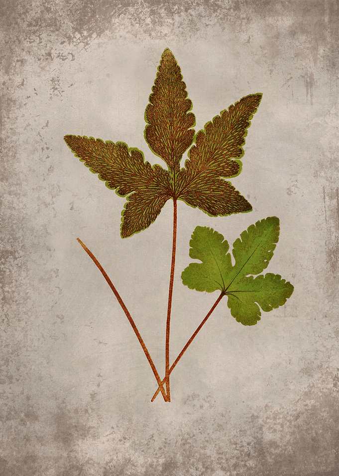 Forest Fern 1