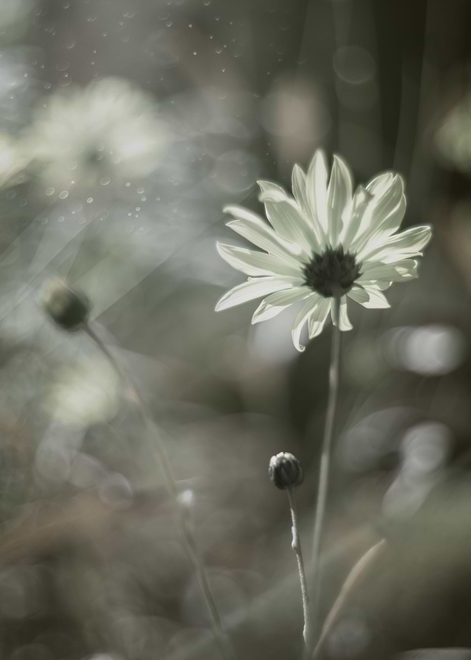 Little sunflowers, macro