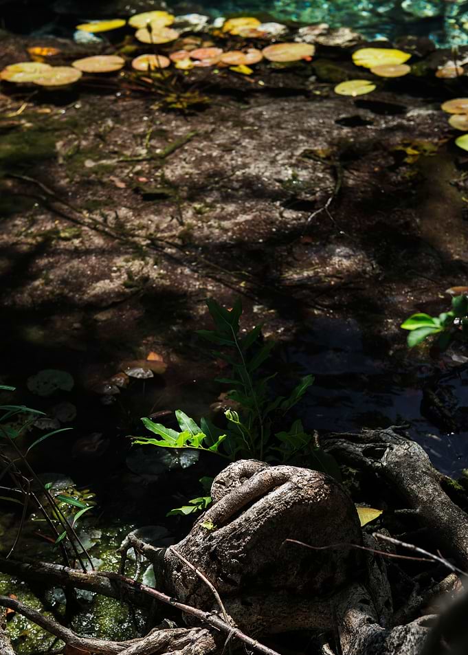 Roots in the water