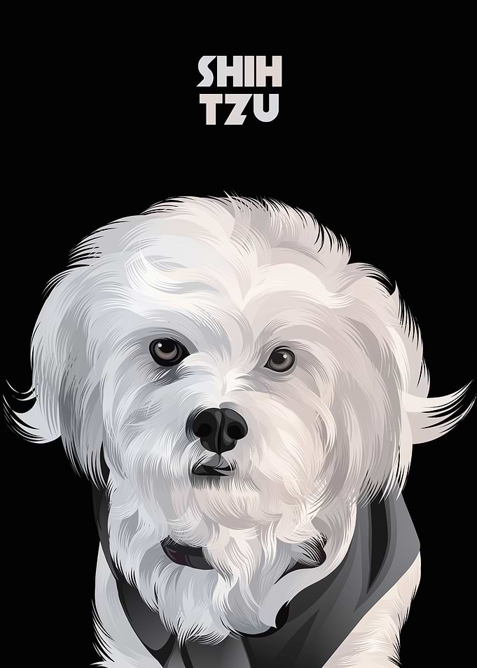 Shih tzu dog