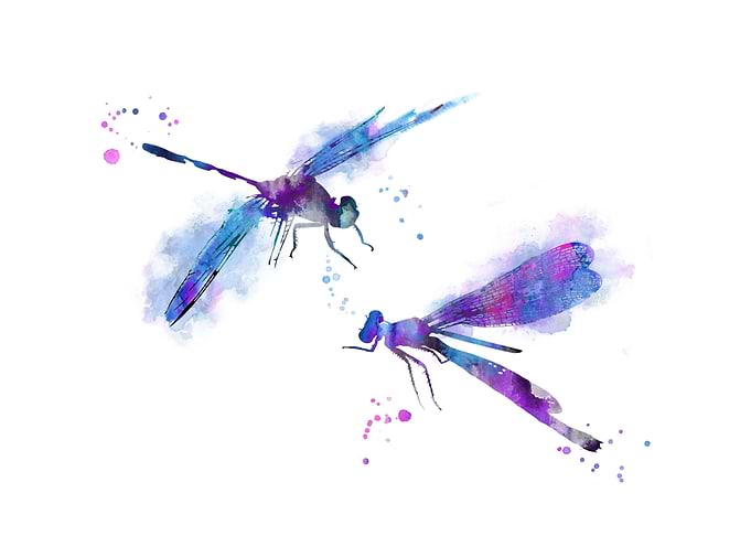 Dragonfly