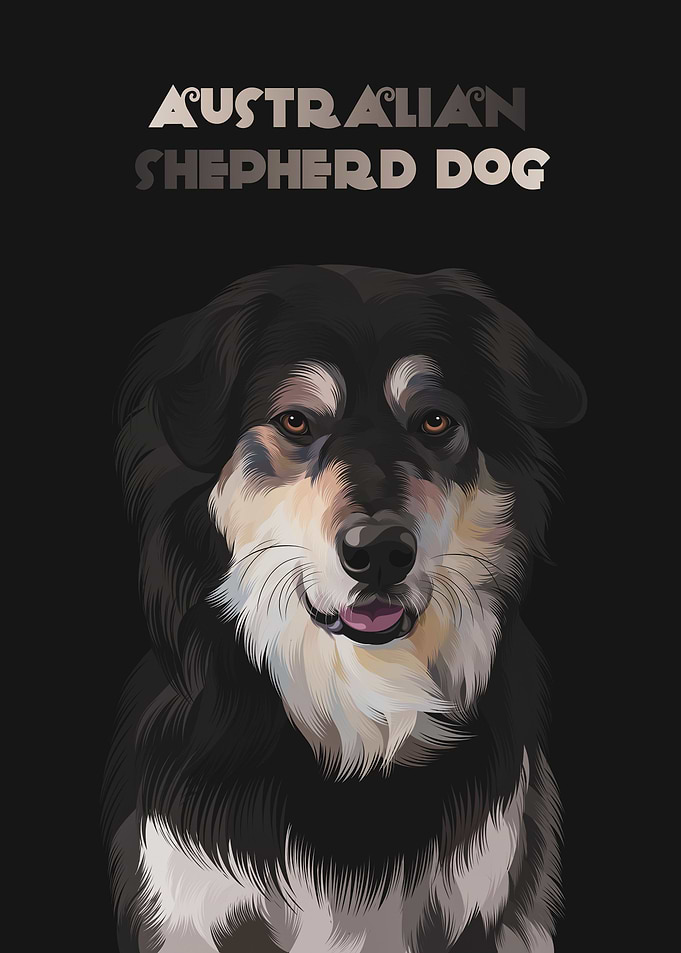 australian shepherd dog