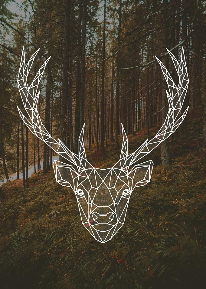 Deer 2