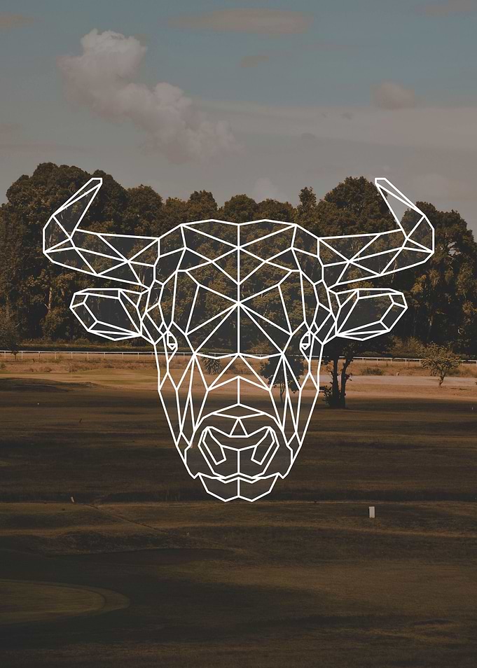 Bull