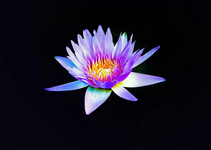 Violet Water Lily