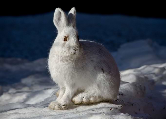 Rabbit Portrait