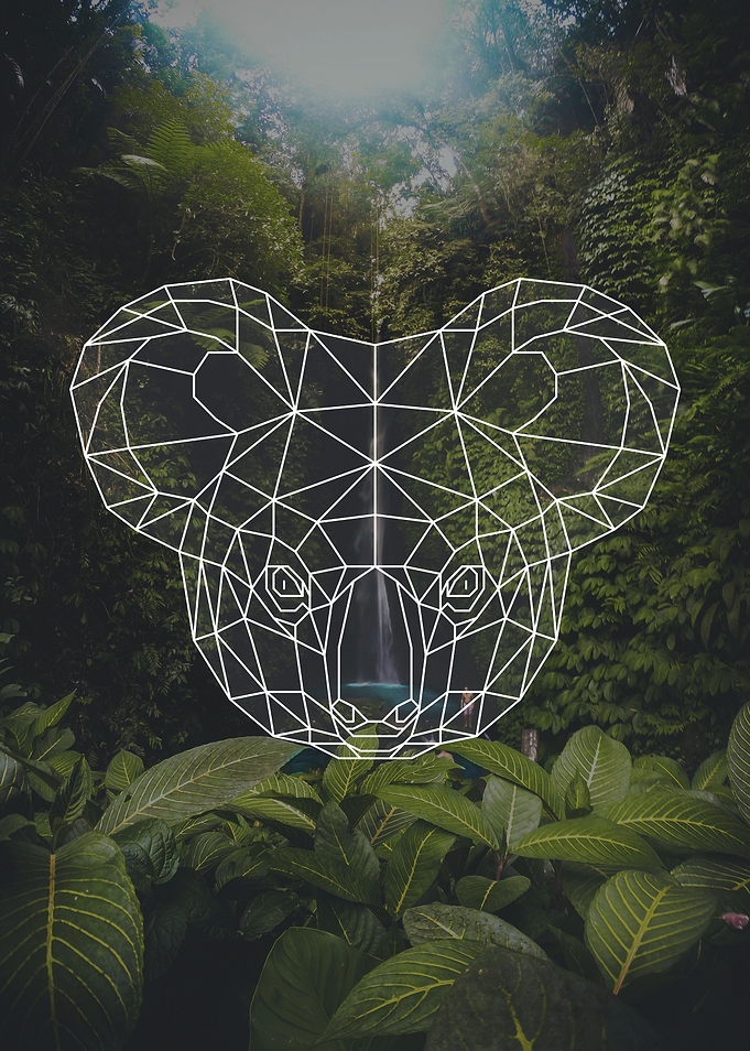 koala