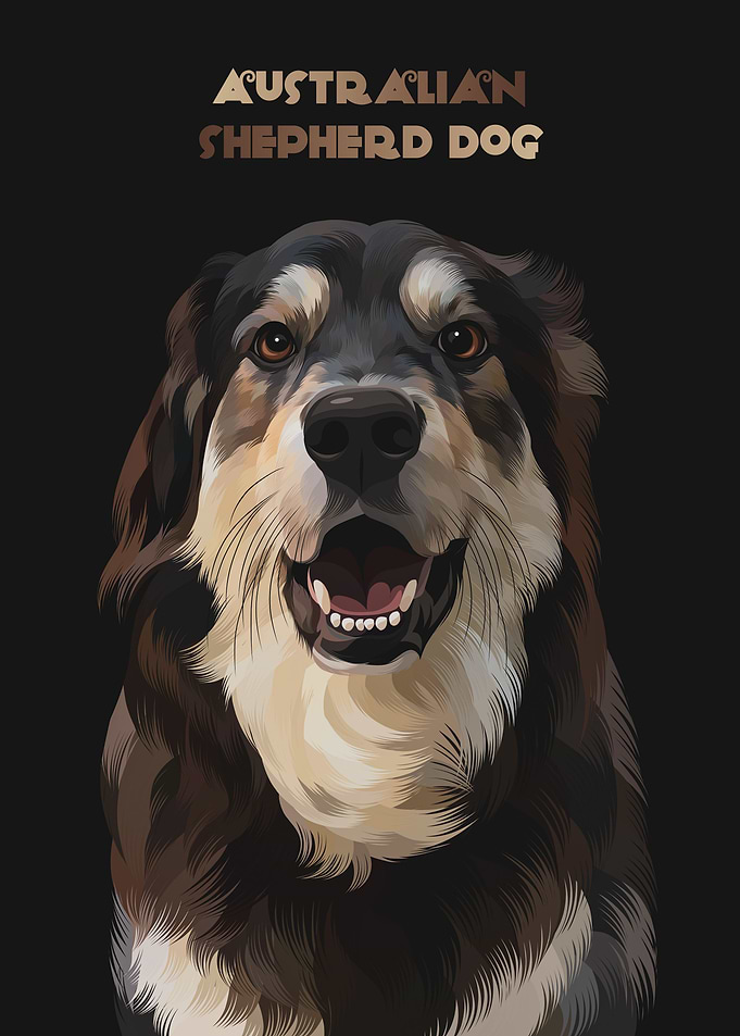 australian shepherd dog 2