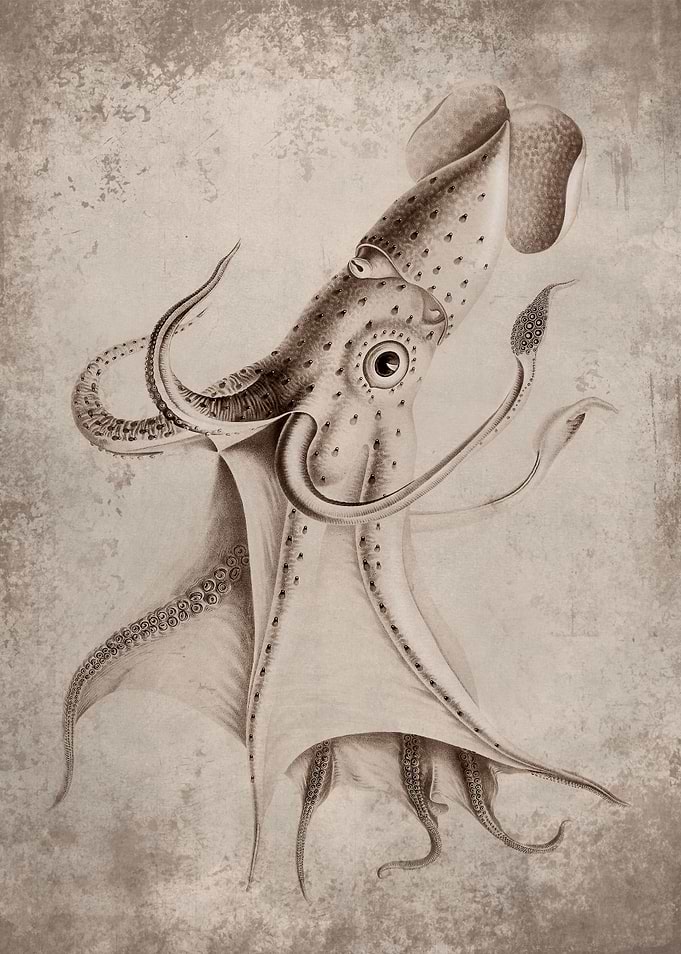 Vintage Squid 2