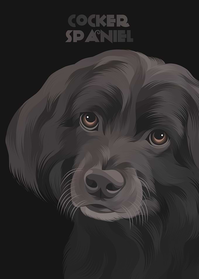 Cocker Spaniel