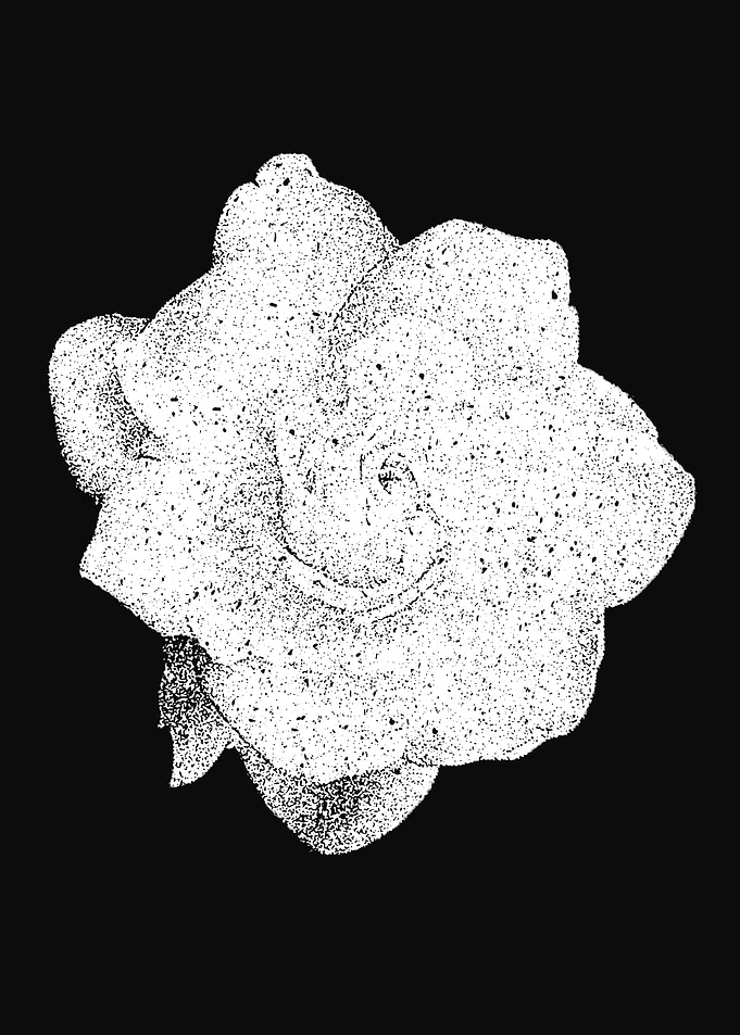 Pointillist Rose