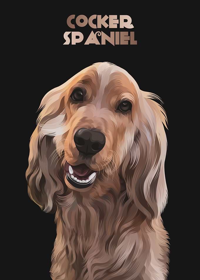 Cocker Spaniel 2