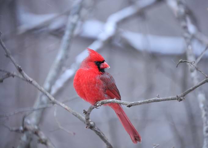 Cardinal