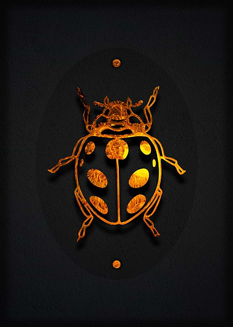 Ladybug
