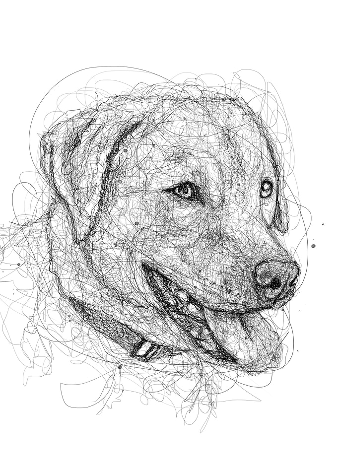 labrador dog scribble art
