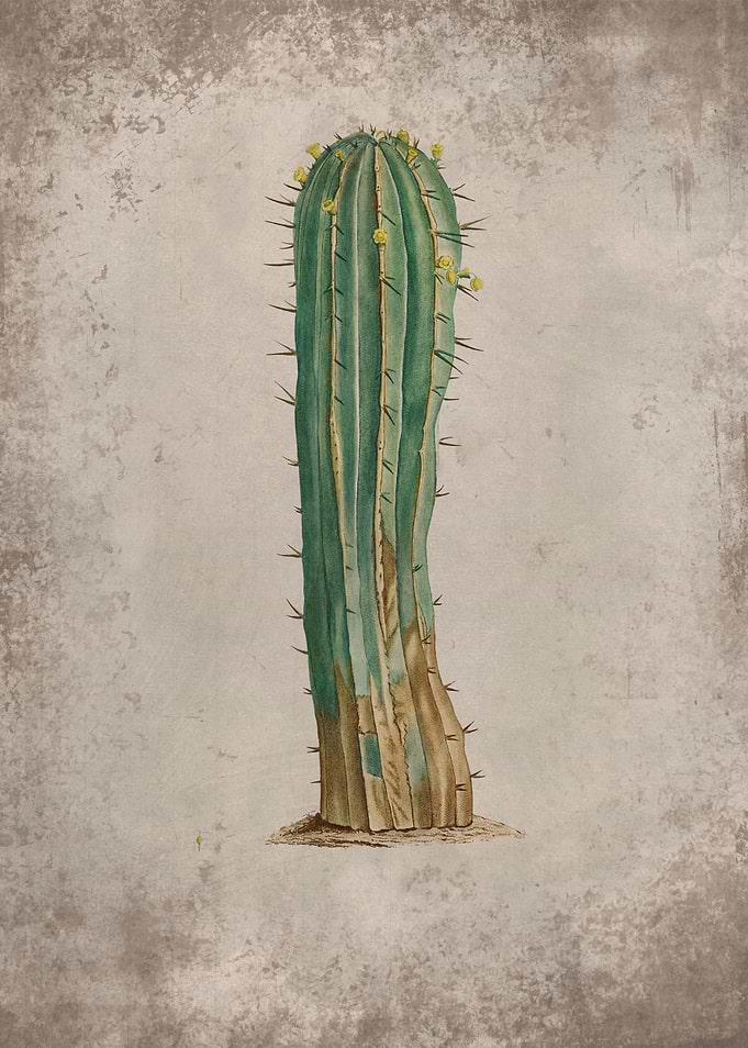 Desert Flora Cactus 5