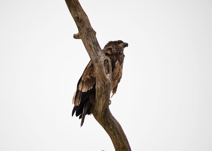 Juvenile bald eagle