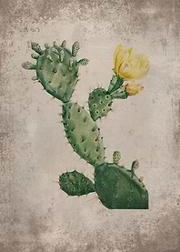 Desert Flora Cactus 1