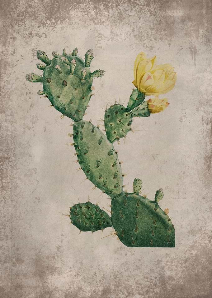 Desert Flora Cactus 1
