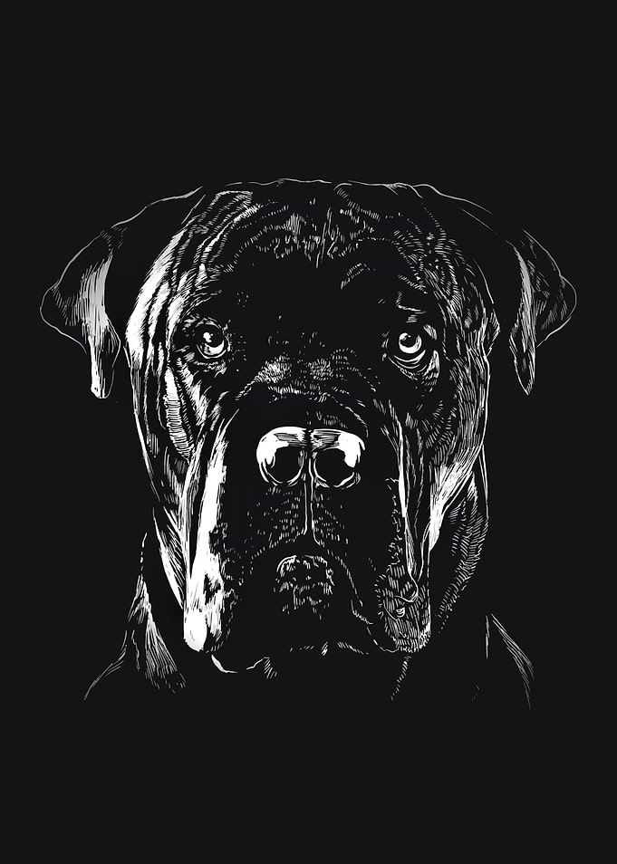 Cane corso dog