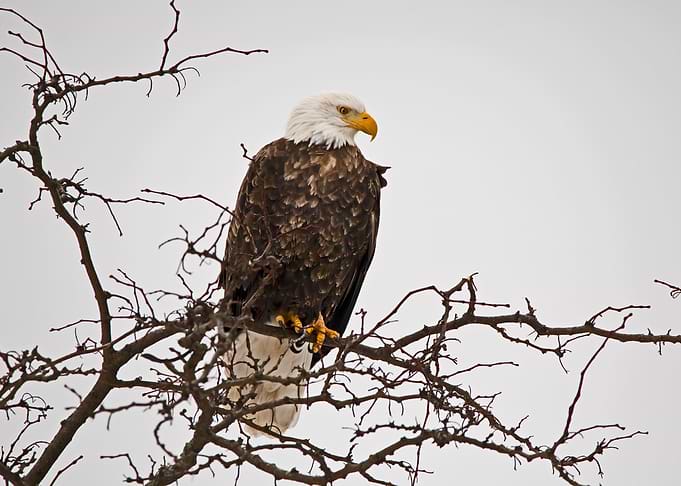 Bald eagle in tree