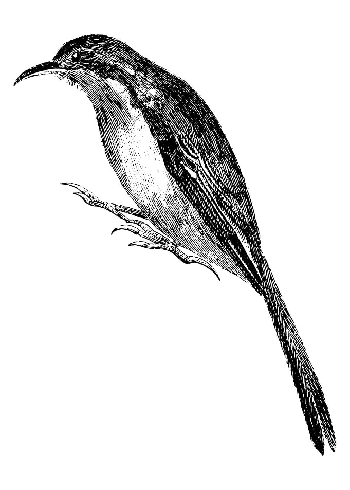 Bird