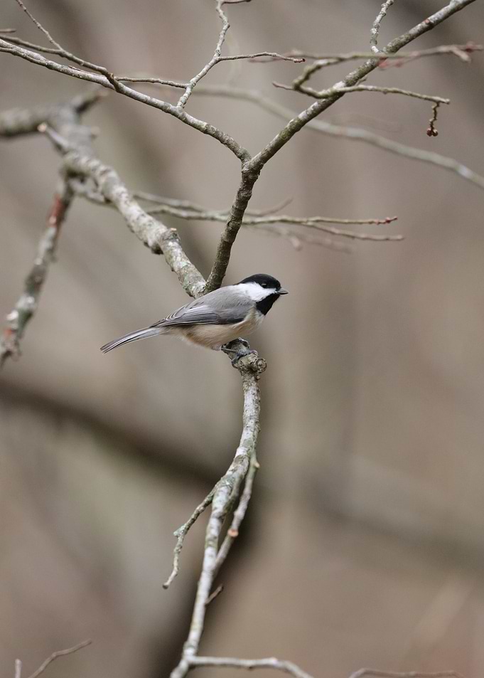Blackcapped Chickadee