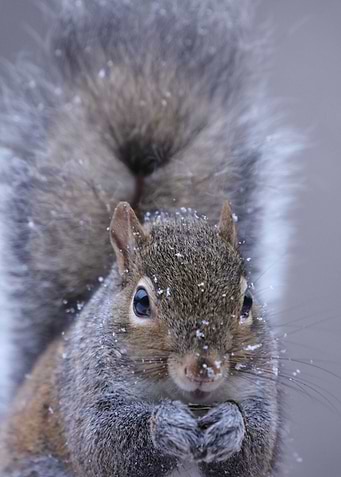 Eastern Gray Squirrel